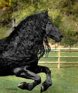Самый красивый конь на планете живет в США (ФОТО)