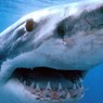 В Калифорнии закрыты три пляжа из-за агрессивной акулы