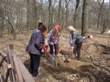 Проект "50 ПЛЮС" помог в восстановлении дубовой рощи Усадьбы Воронцово