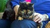 В США в возрасте 27 лет скончалась старейшая кошка в мире