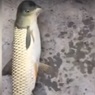 Житель Китая снял на видео рыбу-мутанта с необычной головой, похожей на голубиную