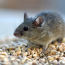 Нейрофизиологи научились делать из мышей суперагрессивных хищников