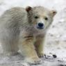 В немецком зоопарке из вольера сбежал гибрид белого и бурого медведя