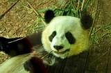 Битва года: Панда не потерпел чужака на своей территории (ВИДЕО)