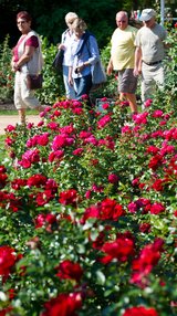 Парк цветов в Дубае открывается после летнего перерыва