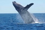 Ученые-биологи впервые смогли   снять на видео кита- ремнезуба