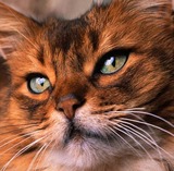 МЧС из сгоревшего ТК в Казани спасло трех кошек