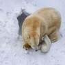 В германском зоопарке белая медведица съела детеныша от сородича из России
