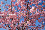 В Японию пришла весна: зацвела сакура