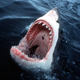 Пожиратель акул приковал внимание миллионов в сети (ВИДЕО)