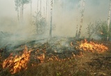 Площадь торфяных пожаров в Тверской области увеличилась до 80 га