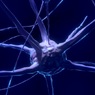 Нейробиологи выяснили, как мозг фиксирует время событий