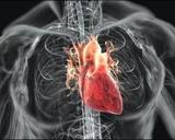 Ученые изобрели хирургический клей для сердца и сосудов