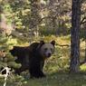 Туристы под Мурманском спугнули медведя пением (ВИДЕО)