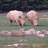 Последний у мире самец белого носорога умер в 45 лет, так и не найдя себе пару