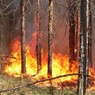 В Сибири за сутки площадь лесных пожаров увеличилась в 2,5 раза