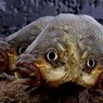 Россельхознадзор снял запрет на японскую рыбу