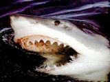 Американец поймал с берега акулу весом более трехсот кг