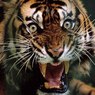 В Барнауле тигр едва не растерзал пробравшуюся в зоопарк школьницу