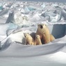 В Арктике в несколько раз ускорились темпы потепления