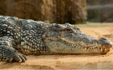 Турист перепутал крокодила с пластиковой фигурой и оказался в больнице