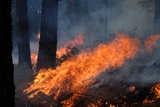 Не менее 76 человек погибли во время лесных пожаров в Калифорнии, более 1000 пропали