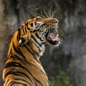 Сотрудник зоопарка остался без рук, пытаясь искупать тигра