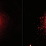 В карликовой галактике Маркарян найден необычный источник света