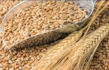 Румыния отказалась продавать зерно другим странам во время пандемии