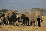 Окончание трехчасового боя слоненка с 3 львицами за жизнь попало на видео