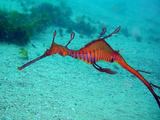 Специалистам впервые удалось снять редкого рубинового морского дракона (ВИДЕО)