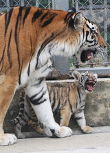 Таиланд: австралийского туриста покусал тигр