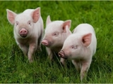 Свинские алименты: волгоградец рассчитался по родительскому долгу натурой