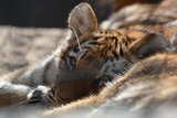 В США выявили первый в мире случай заражения тигра коронавирусом