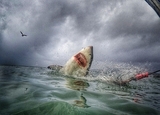 Катастрофа в море: акулы превращаются в свиней  (ФОТО)