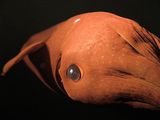 В океане поймали настоящее киночудовище - Кракена (ФОТО,ВИДЕО)