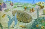 Похожие на фрукты существа населяли Землю 600 млн лет назад ФОТО