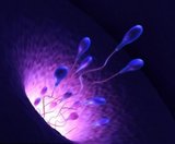 Ученые создали первые сперматозоиды на дистанционном управлении