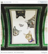 В британском метро на месте рекламы появились фотографии котиков