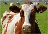 Коровы уничтожили уникальные астраханские арбузы