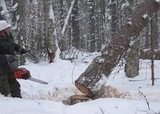 В Измайловском парке упавшее дерево придавило рабочего
