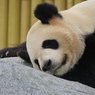 В Китае панда совершила нападение на человека и сломала ему руки