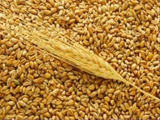 Правительство отменило экспортные пошлины на пшеницу