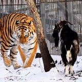 Тигр Амур и козел Тимур скоро снова "выйдут в эфир"