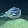 В глубинах океана ученые нашли новый вид морского животного