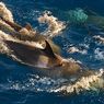 Духовная пища зверей: как рассмешить дельфина (ВИДЕО)