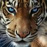 Видеокамера зафиксировала нападение тигра на посетителя китайского зоопарка