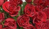 В ночь на 8 марта неизвестные украли все розы из цветочного магазина в Риге