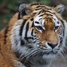 В Воронеже сотрудники оперативных служб поймали бегавшего по улицам тигра