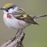 Учёные: птицы меняют характер пения, чтобы "перекричать" машины